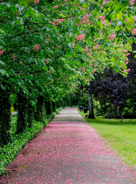 Steeg met bloesem bomen in de lente — Stockfoto