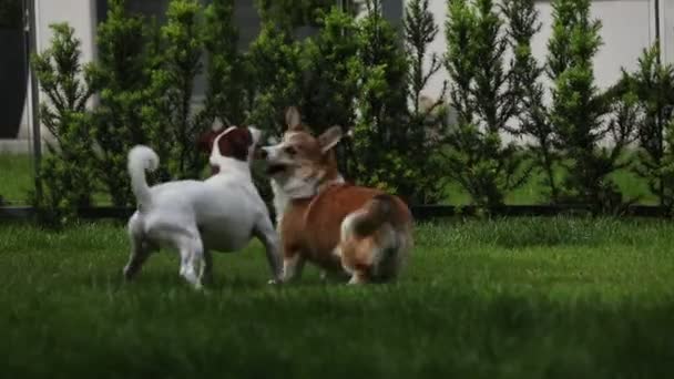 Pequeño Perros Raza Corgi Jack Russell Terrier Juega Prado — Vídeos de Stock