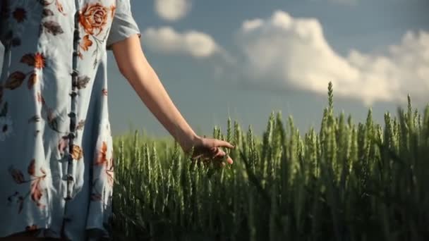 女性は7月に緑の小麦を引き渡す — ストック動画