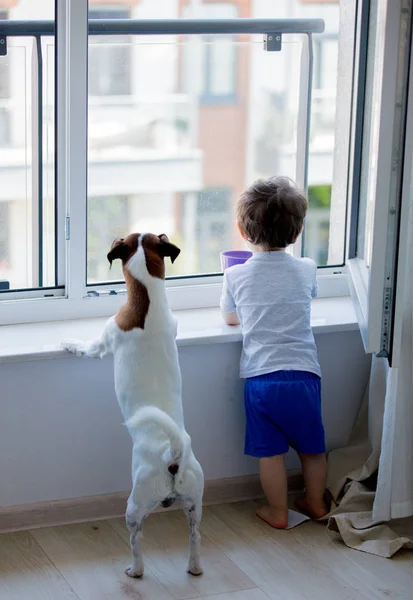 Rapazinho e cão olhem pela janela — Fotografia de Stock