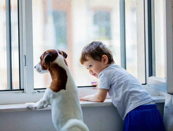 Liten pojke och hund titta ut genom fönstret — Stockfoto