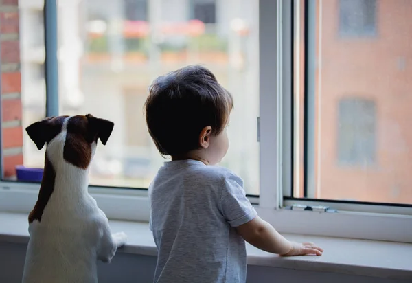 Kleine jongen en hond kijken uit het raam — Stockfoto