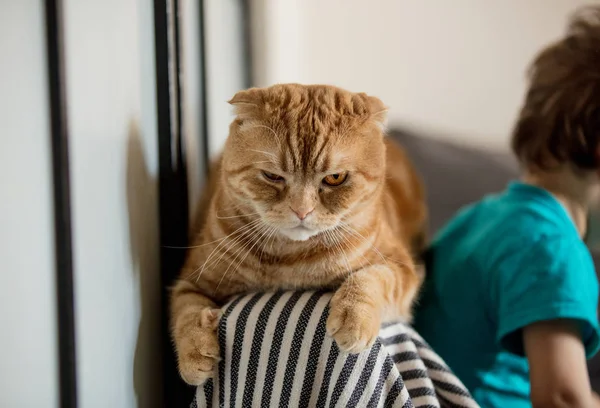 Arg Scottish Fold catafter leker med ett småbarn — Stockfoto