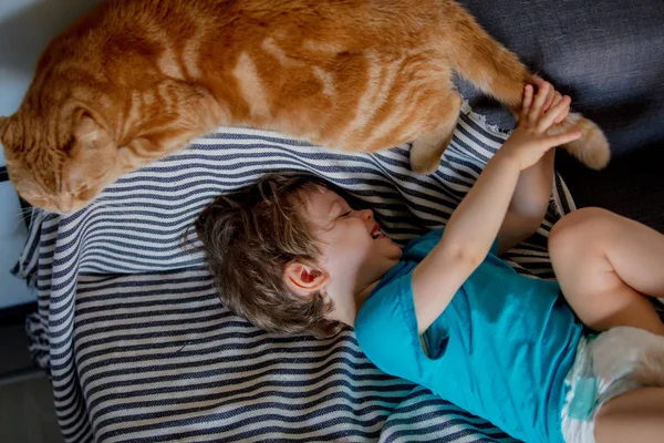 Kleine peuter jongen spelen met een Schotse fold kat — Stockfoto