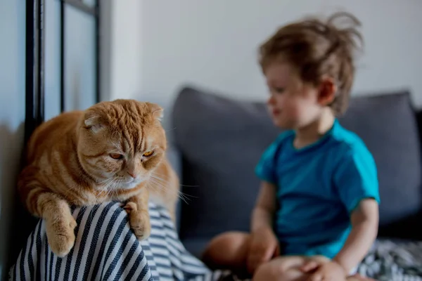 Kleine peuter jongen spelen met een Schotse fold kat — Stockfoto