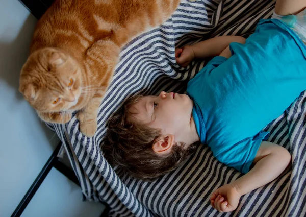 Kleine peuter jongen spelen met een Schotse fold kat — Stockfoto