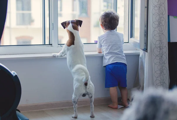 Pojke och hund titta ut genom fönstret — Stockfoto