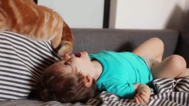 Little Toddler Boy Play Scottish Fold Cat — Stock Video