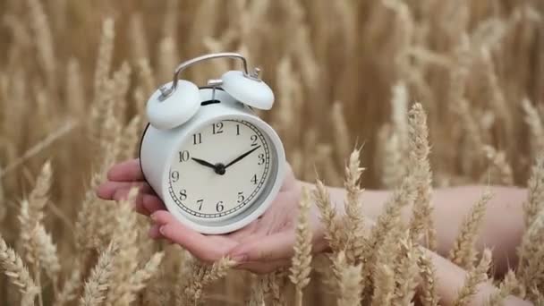 Женщина Руках Держит Винтажный Будильник Пшеничном Поле — стоковое видео
