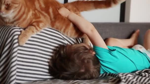 Pequeño Niño Jugar Con Escocés Plegable Gato — Vídeos de Stock