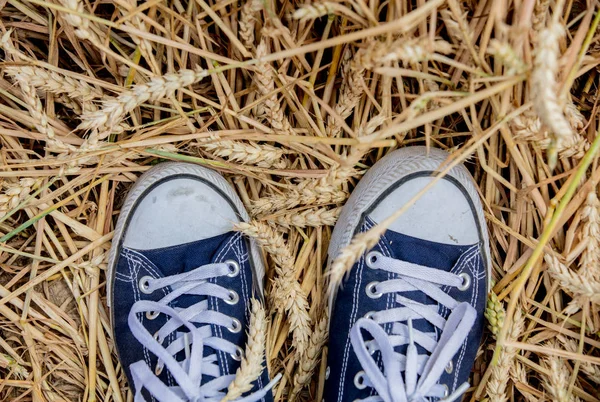 Scarpe da ginnastica e spighe dorate naturali di grano in luglio — Foto Stock