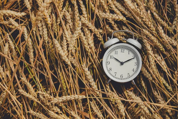 Старовинний будильник на пшеничному полі — стокове фото