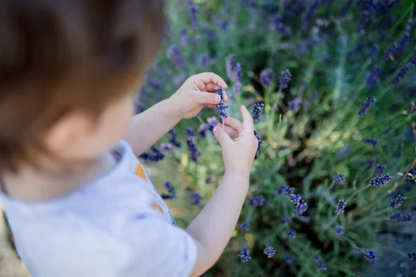 Menino criança segurando uma lavanda flores da planta — Fotografia de Stock