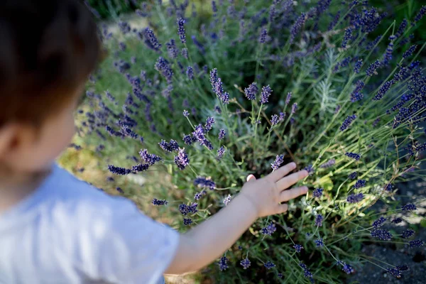 라벤더 식물 꽃을 들고 있는 유아 소년 — 스톡 사진