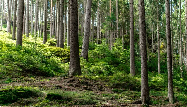 Çek Cumhuriyeti'nde yaz aylarında çam ormanı