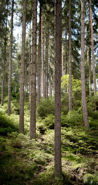 Bosque de pinos en verano en República Checa —  Fotos de Stock