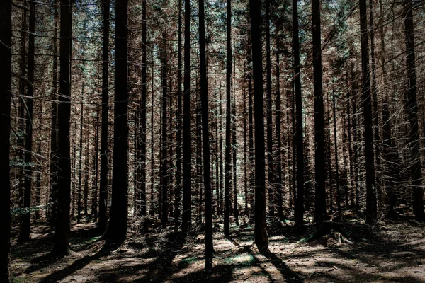 Forêt de pins en été en République tchèque — Photo