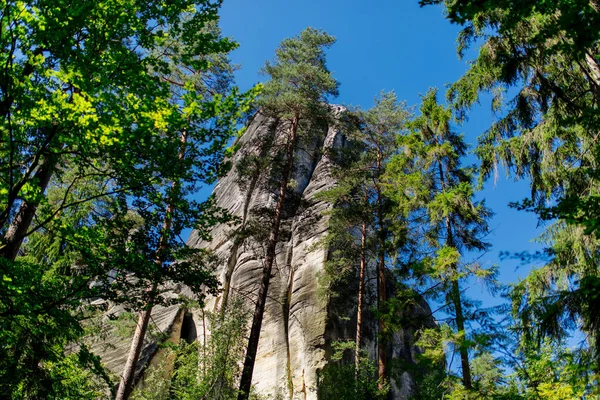 Çek Cumhuriyeti çam ormanında kayalar