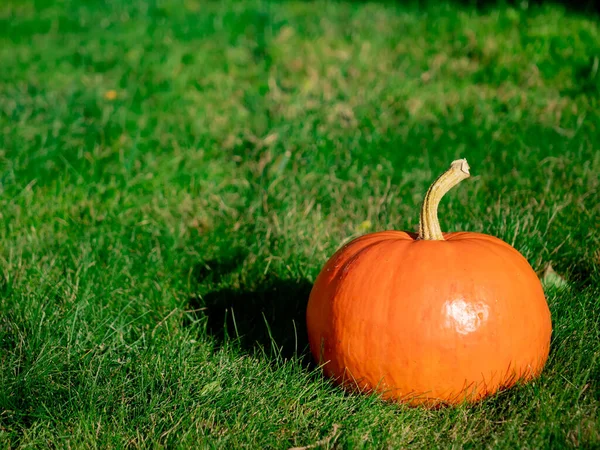 La calabaza sobre la hierba en el patio en octubre —  Fotos de Stock