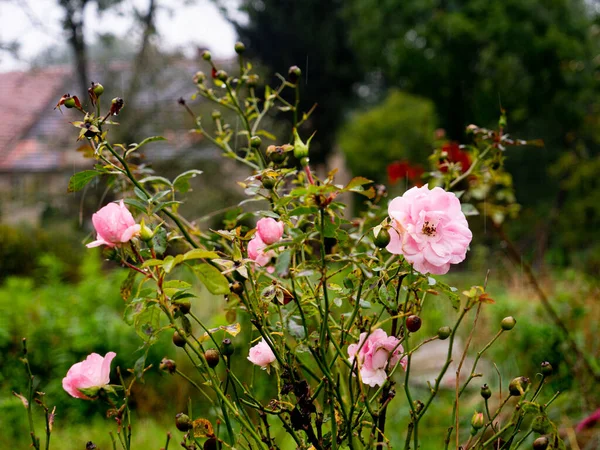 Rose sauvage dans les jours de pluie — Photo