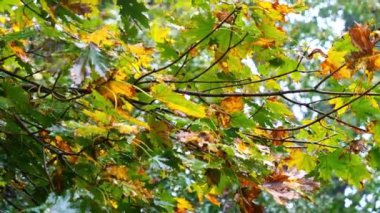 Akçaağaç üzerinde görünüm