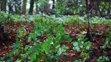 Yağmurlu günlerde ormandaki çalılar