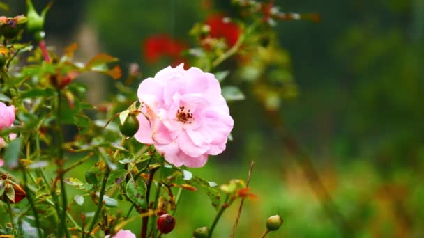 Wild Pink Rose Rainy Day — Stock Video