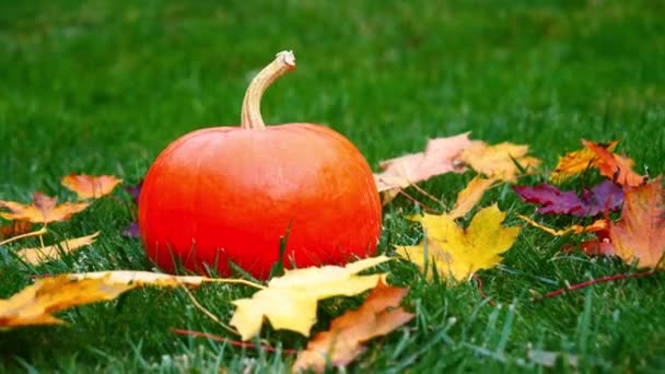 Calabaza Sobre Hierba Patio Octubre — Vídeos de Stock