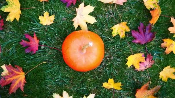 Calabaza Sobre Hierba Patio Octubre — Vídeos de Stock