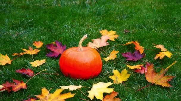 10月に庭の芝生の上でカボチャ — ストック動画