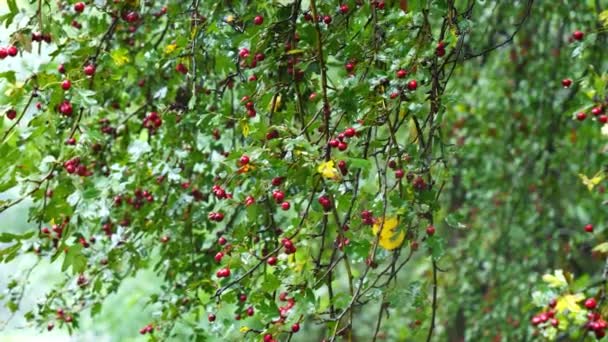 Albero Biancospino Giorno Pioggia — Video Stock