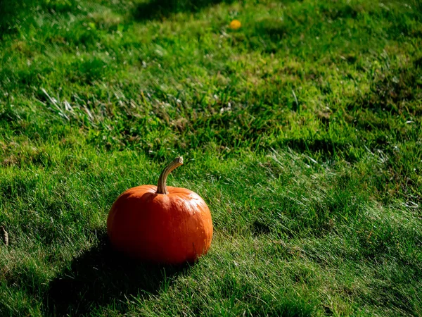 Pompoen op een grasveld in oktober — Stockfoto