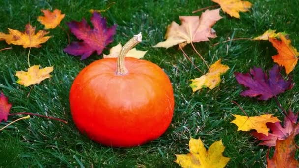 Calabaza Con Hojas Arce Sobre Hierba Verde — Vídeos de Stock