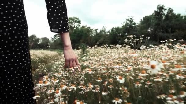 Vrouw Zwart Jurk Lopen Aanraken Kamille Bloemen — Stockvideo