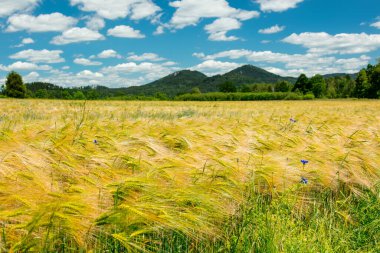 Polonya 'nın güneyinde buğday tarlalarına ve dağlara yakından bakın. 