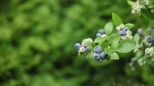 Video Von Reifenden Blaubeeren Zweigen Garten Nahaufnahme — Stockvideo
