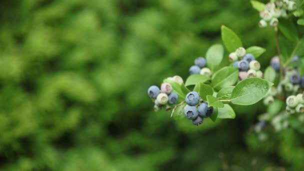 Video Maduración Arándanos Ramas Jardín Vista Cerca — Vídeos de Stock