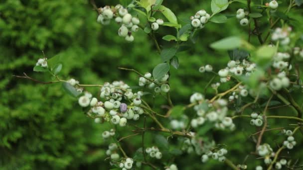 Video Von Reifenden Blaubeeren Zweigen Garten Nahaufnahme — Stockvideo