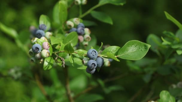 Video Ripening Blueberries Branches Garden Closeup View — Stock Video