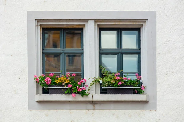 Όμορφα Λουλούδια Στο Περβάζι Του Παραθύρου Στην Πόλη Meissen Γερμανία — Φωτογραφία Αρχείου