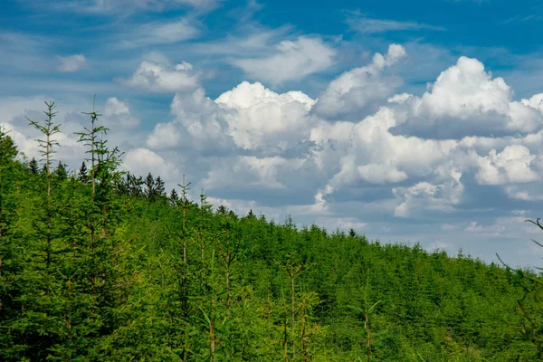 Floresta Pinheiro Hora Verão Sudetes Polônia — Fotografia de Stock
