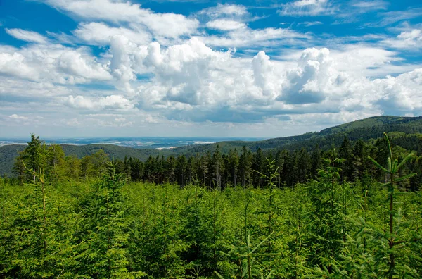 Forêt Pins Été Sudetes Pologne — Photo