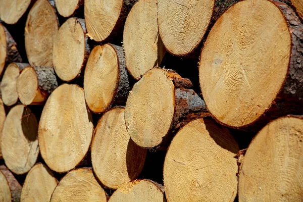ポーランドのスデーツの森に松の木 — ストック写真