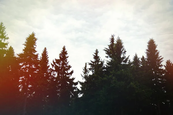 Ліс Соснового Дерева Влітку Судеті Польща — стокове фото