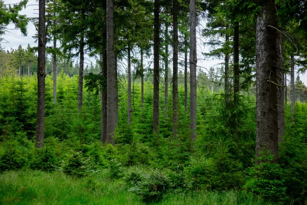 Floresta Pinheiro Hora Verão Sudetes Polônia — Fotografia de Stock