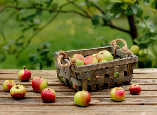 Bio apples in a box and on a table near apple tree in a garden