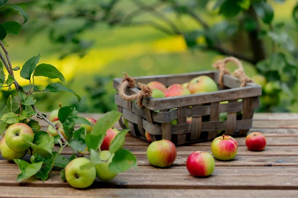 Bio Apples Box Table Apple Tree Garden — Stock Photo, Image