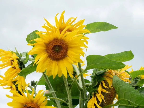 Jonge Zonnebloemen Met Witte Lucht Achtergrond — Stockfoto
