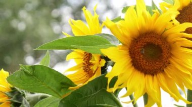 Bahçede arıları olan genç ayçiçeği