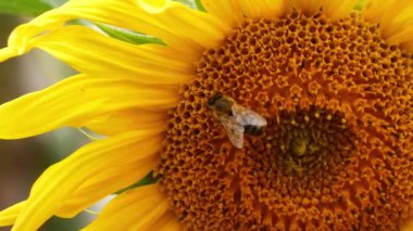 Bahçede arıları olan genç ayçiçeği